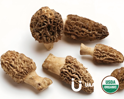 Organic Morchella (Morchella esculenta) Extract/ powder