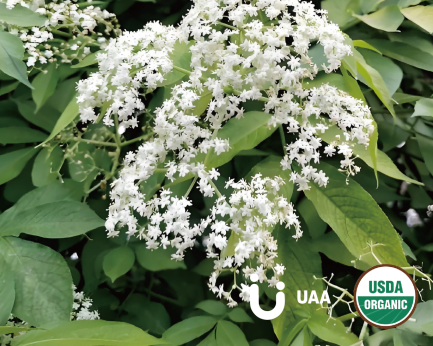 Elderberry Powder/Extrac