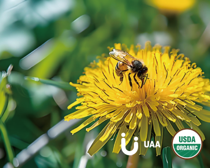 Organic Lemon Balm Powder/Extract