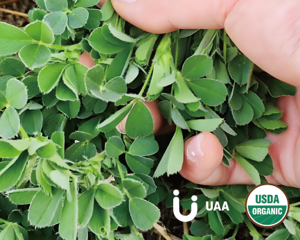 Alfalfa powder/extract/juice powder