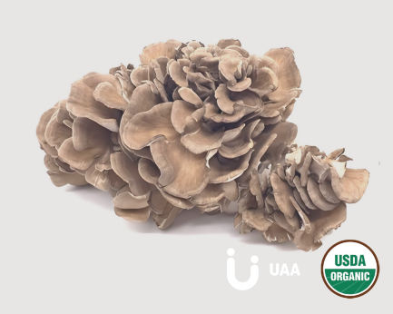 Organic Maitake Powder/Extract