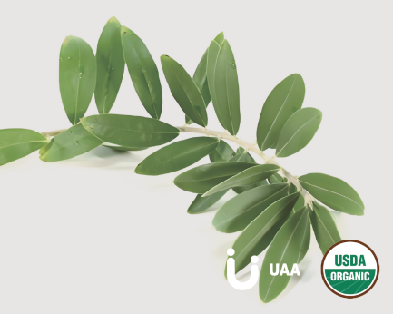 Organic Olive leaf Powder/Extract