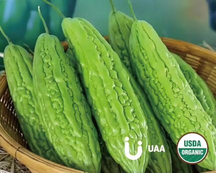 Bitter melon Powder/Extract