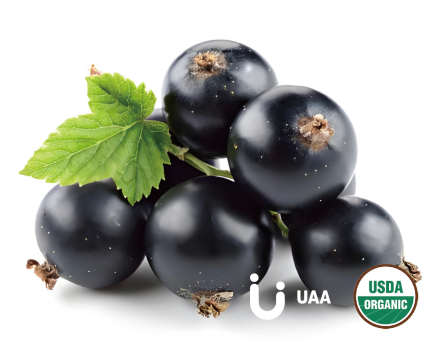 Black Currant Powder/Extract