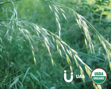 Organic Oat Grass (Powder/Juice Powder)