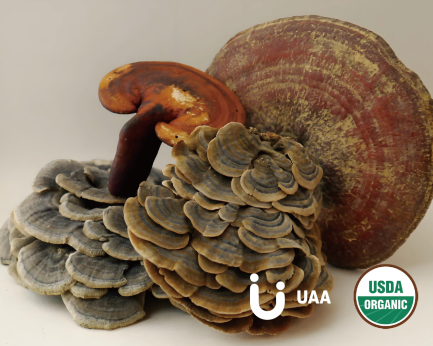 Coriolus versicolor Trametes versicolor mycelium  Powder and Extract