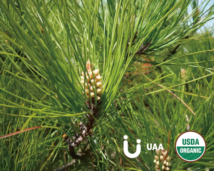 Horsetail Powder/Extract