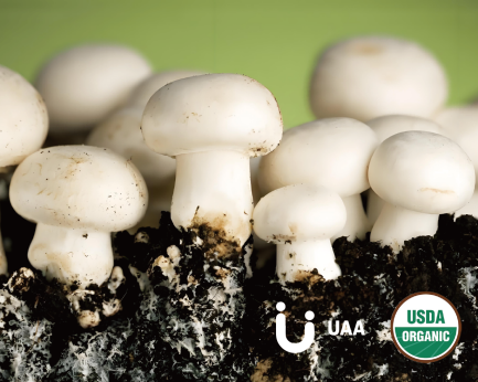 Agaricus bisporus Extract/ powder