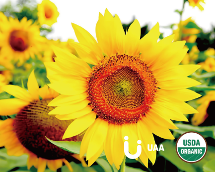 Organic Sunflower Protein Powder