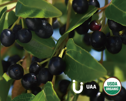 Organic Maqui Berry Powder/Juice Powder/Extract