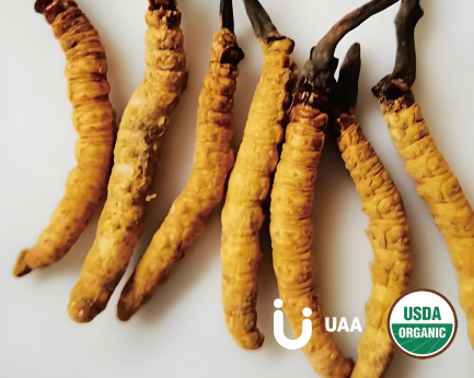 C. sinensis Mycelium Powder/Extract