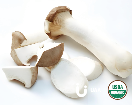 Organic Pleurotus Eryngii Extract/powder