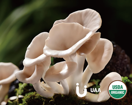 Organic Pleurotus pulmonarius (Indian Oyster) Extract/ powder