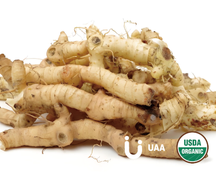 Organic Polygonati Root Powder/Extract