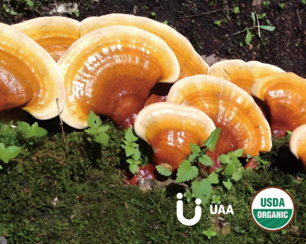 Ganoderma (Reishi Mushroom) Powder/Extract