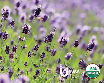 Lavender Powder/Extract