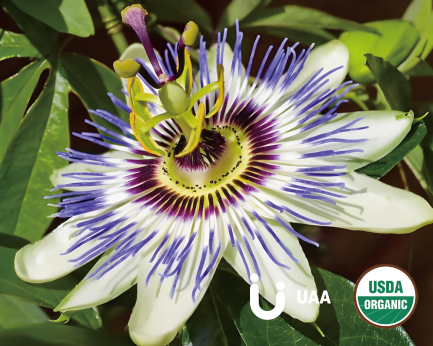 Organic Passion Fruit Powder/Extract