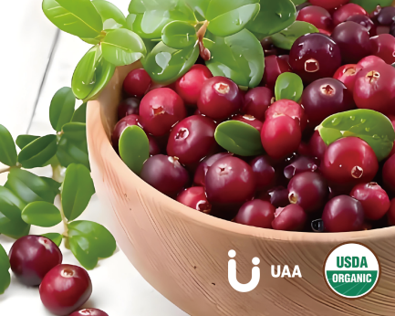 Bilberry Extract/Powder