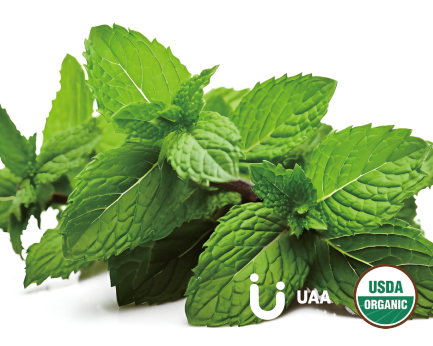 Organic Peppermint Extract