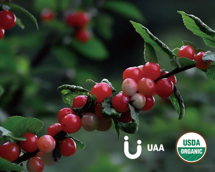 Organic Wild Cherry Powder/Extrac