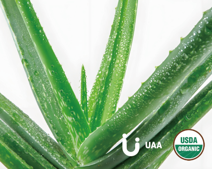 Aloe Vera Gel Powder