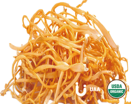 Cordyceps Military Powder/Extract