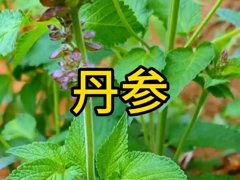 中药铺：丹参