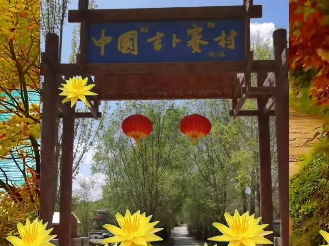 鸿柘皇菊，吉卜赛的浪漫邂逅