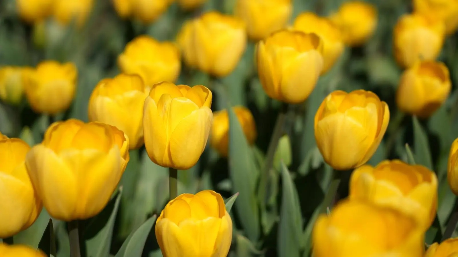 “花开永靖•遇见黄河”郁金香文化旅游节来了