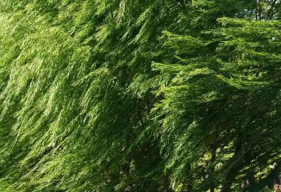 风儿悄悄告诉你（歌词）