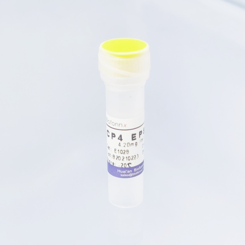 抗草甘膦 CP4 EPSPS