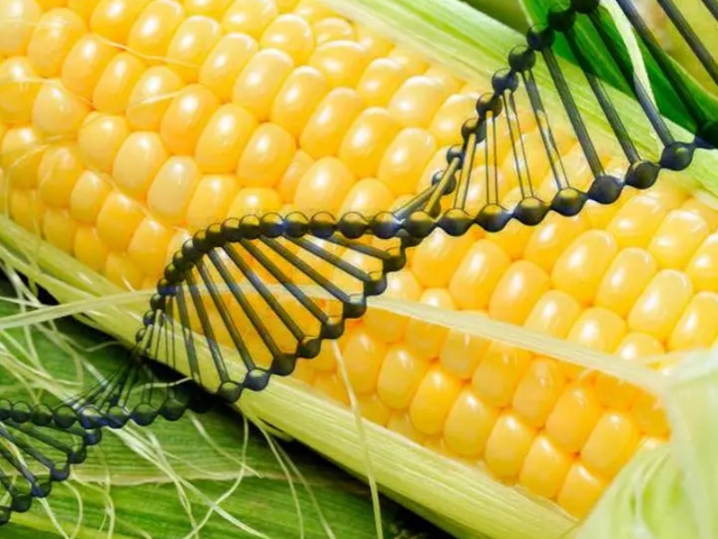 植物转基因蛋白抗原、、、抗体及大板