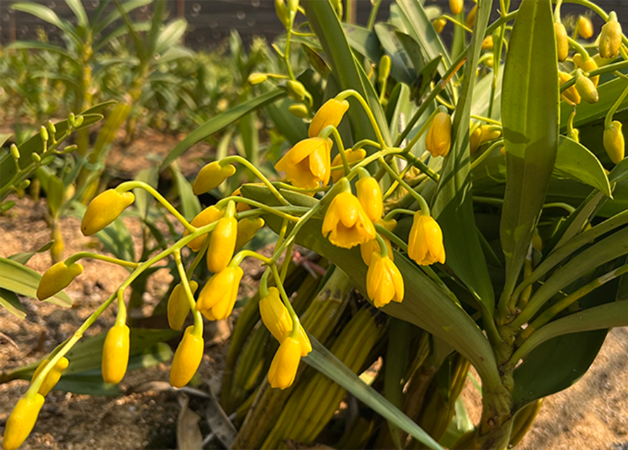 石斛种植基地