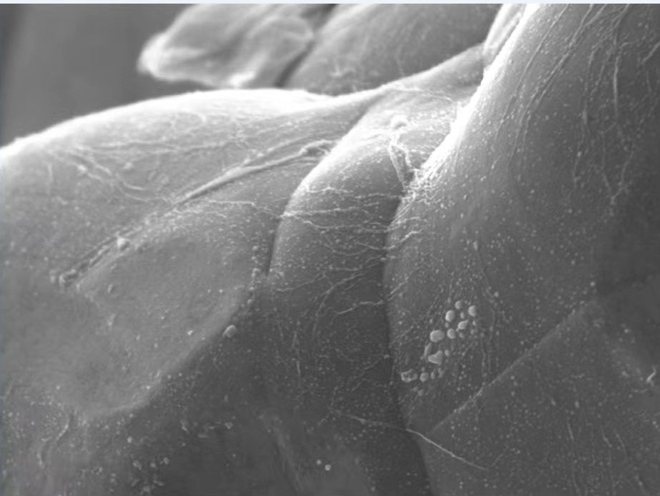 石墨烯包覆铜粉