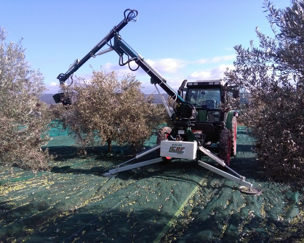 橄榄果那么高常见的采摘采收方式有哪些呢？