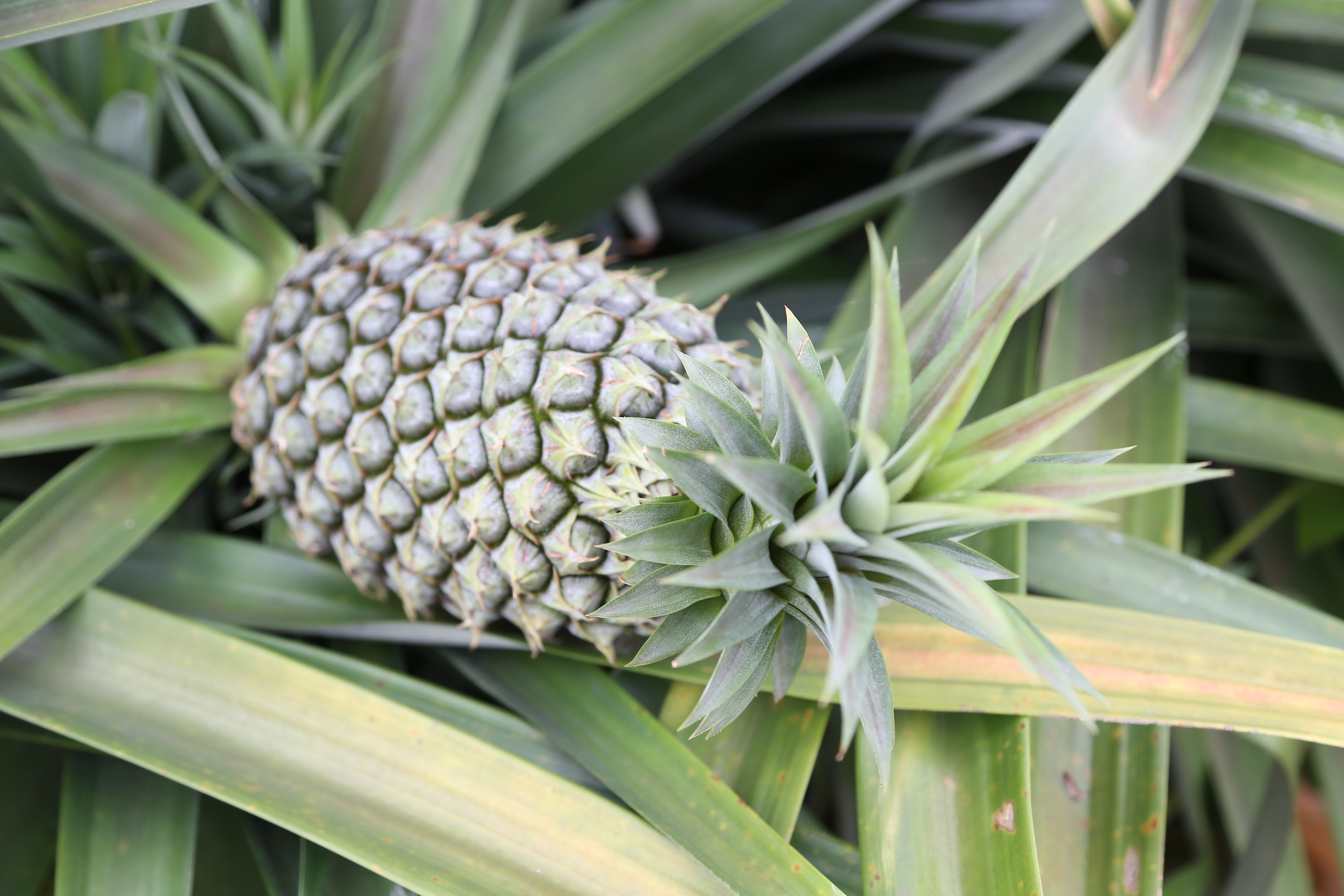 温室大棚高地隙履带凤梨采摘搬运车有哪些配置优势？