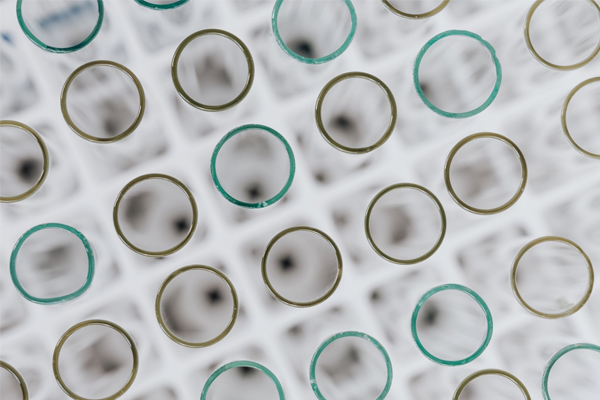 人类胚胎发育进化奥秘获揭示