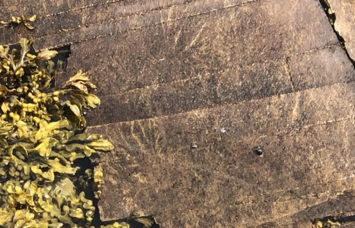 纽芬兰的世界文化遗产之一-Bonavista半岛