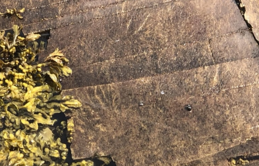 Bonavista Peninsula gets