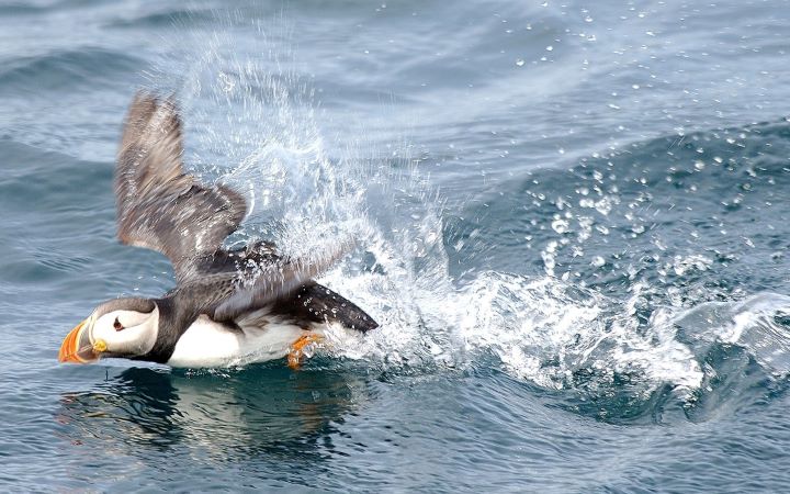 纽芬兰及拉布拉多12日深度游
