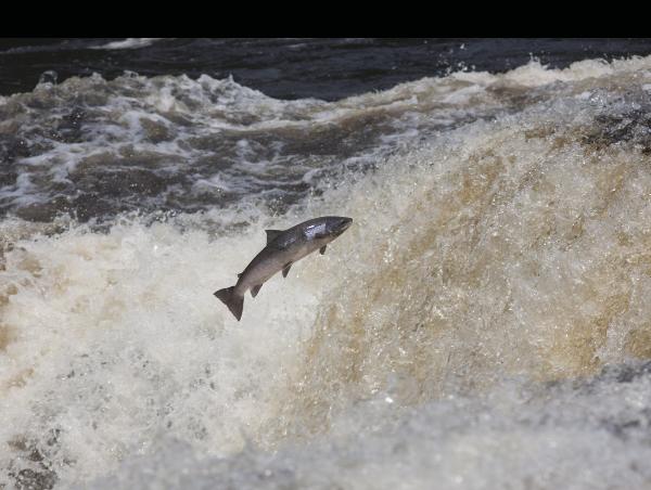 三文鱼养殖中心