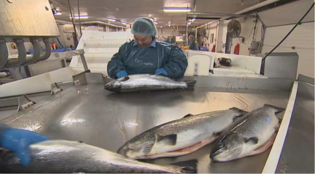 Grieg正在为首次收获N.L.三文鱼做准备，但其加工计划正在引发风波