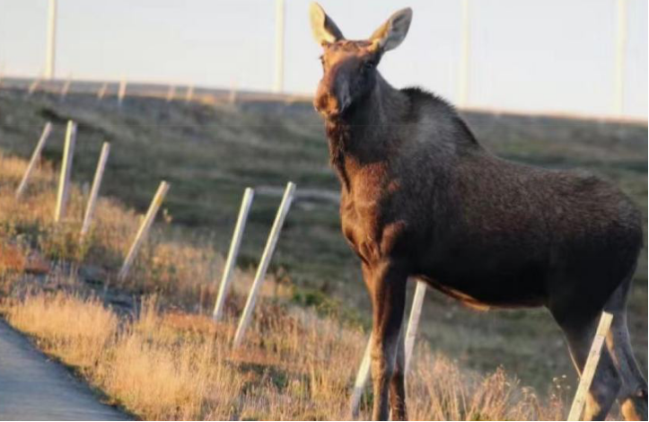 黄昏时分在纽芬兰和拉布拉多省的高速公路上行驶？小心驼鹿！