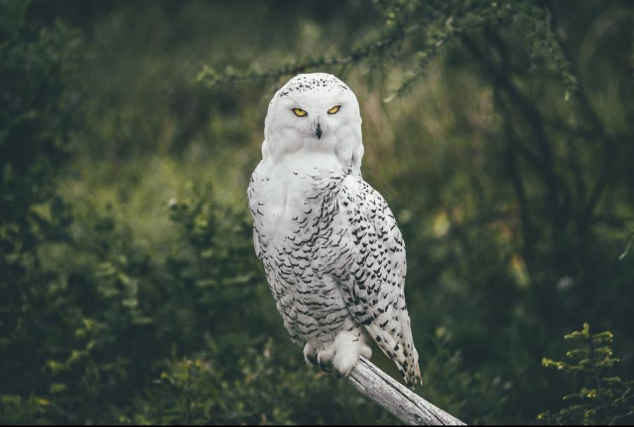 动物观赏一日游