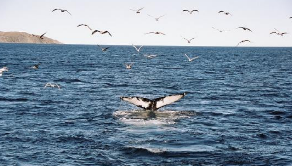 1- Day Whale and Bird Watching Tour