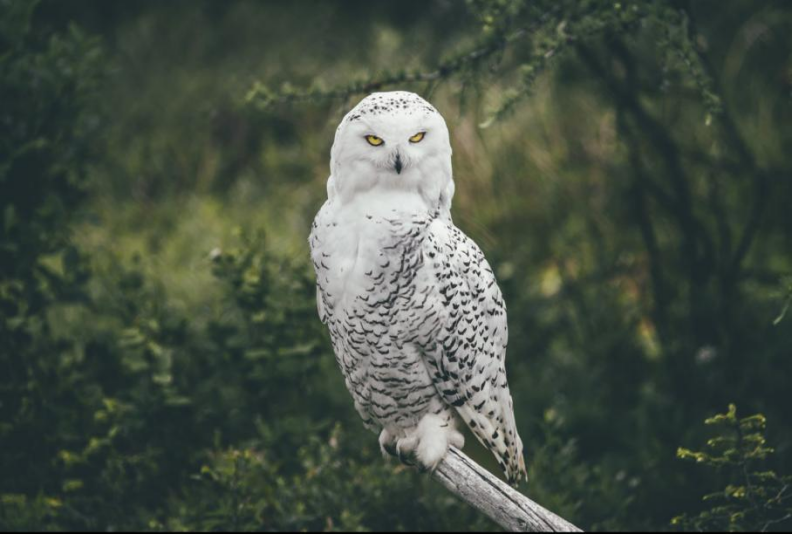 1-Day Animal Viewing Tour