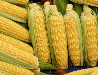 Кукуруза