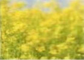 Данные таможни по рапсу за сентябрь