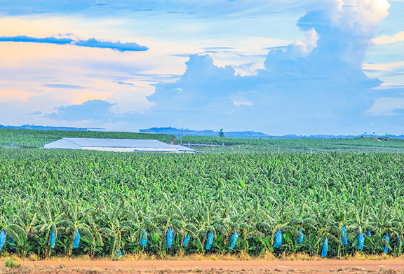 雨季品质保卫战 | 常盛果品柬埔寨农场硬核举措力保香蕉品质
