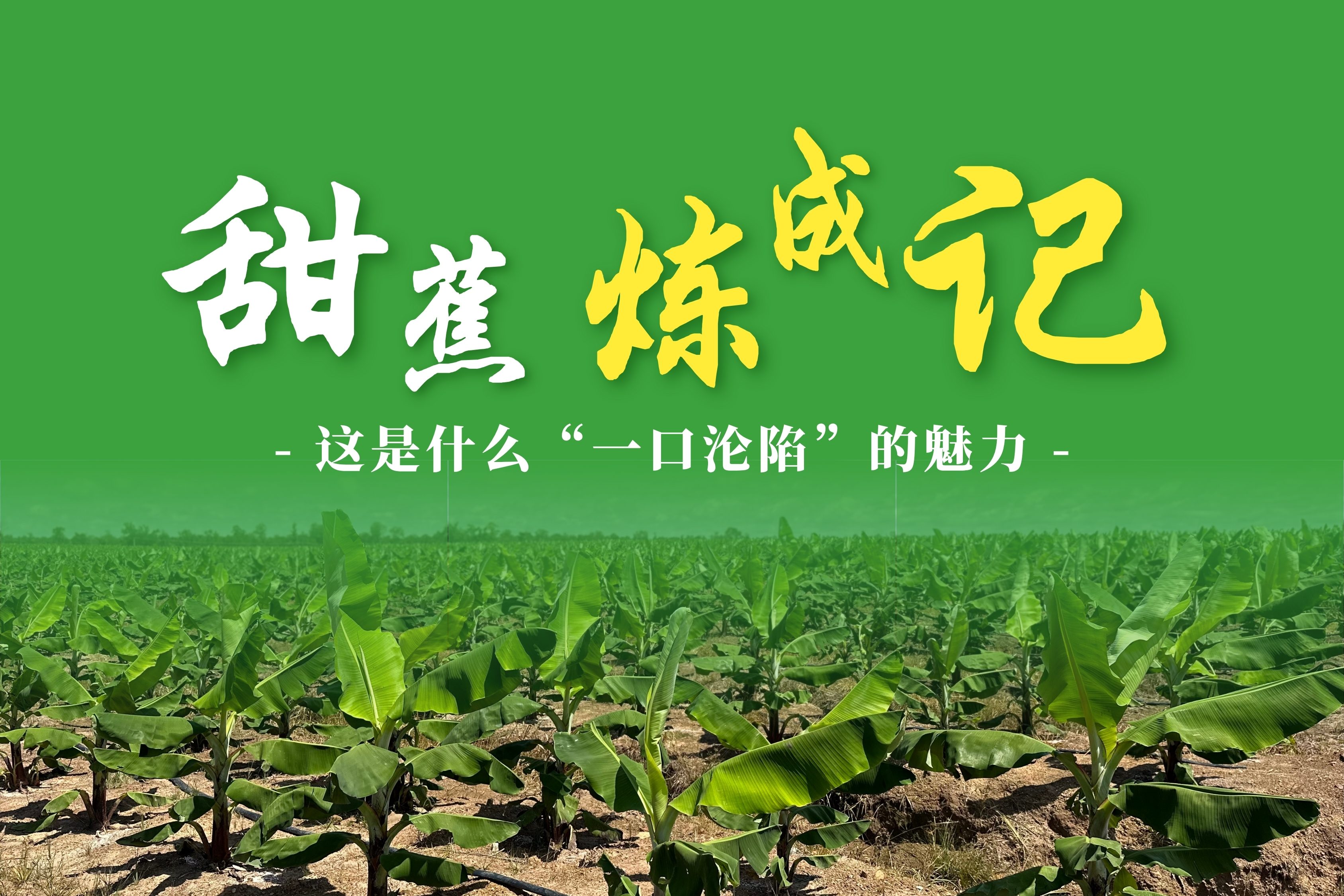 一口沦陷！揭秘峻怡超甜蕉的“黄金标准”炼成记